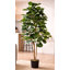 180cm Faux Fig Tree in Pot Liner
