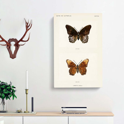Limenitis Arthemis Butterfly by S.F. Denton - Wrapped Canvas Print