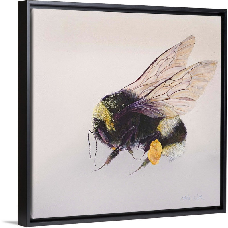 " Pollen Sac 2, 2011 ", Black Floater Framed, 38" H x 38" W x 1.75" D