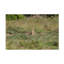 Art sur toile, Bob Langrish-104135575