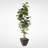 74'' Faux Fiddle Leaf Fig Tree in Metal Planter