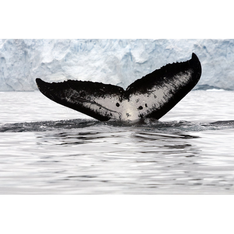 Whale Tail par Creatives - Photographie sur toile tendue, L 36 po x H 24 po
