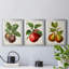 Antique Fruit IX - Ensemble de 3 impressions sur toile encadrées-700919558-700919556