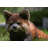 Red Panda Cub Walking