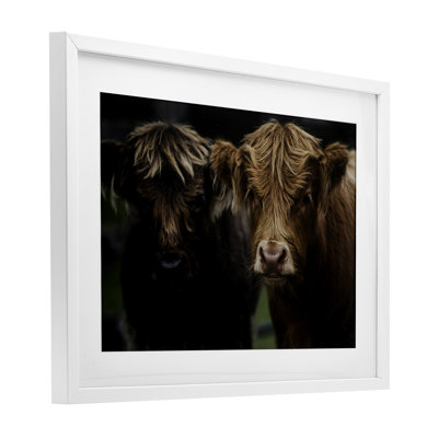 «Cow faces Highland pair», reproduction sous verre encadrée, conception par Amy Carroll