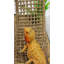 Grande chaise longue Reptology
