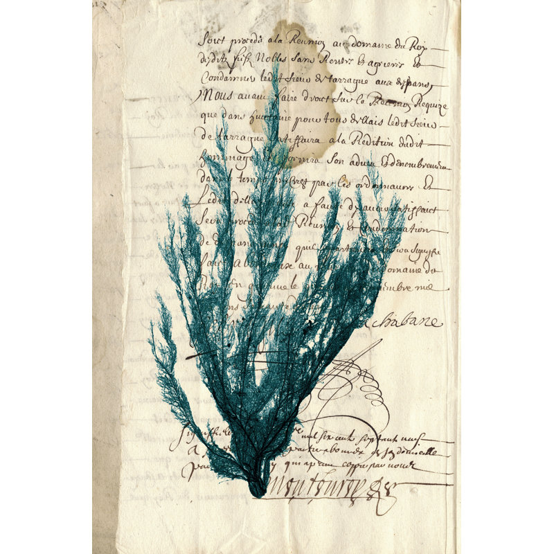 Vintage Teal Seaweed II - Wrapped Canvas Art Prints, 91cm H x 61cm W x 3.8cm D