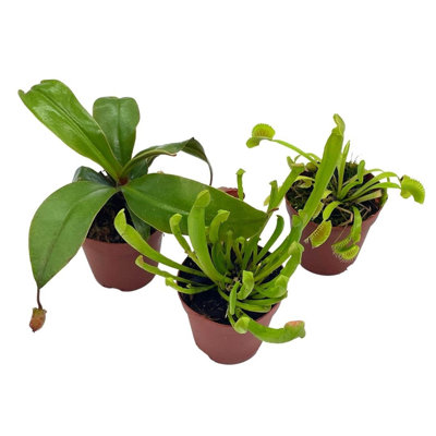 Carnivorous Plant Set Venus Fly Trap Assortment Nepenthes Rotundifolia Set O