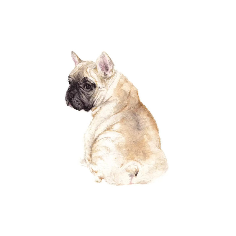 Frenchie by Wandering Laur - Wrapped Canvas Print, 30.48 cm H x 30.48 cm W