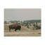 Impression de bison à la chasse-477983316