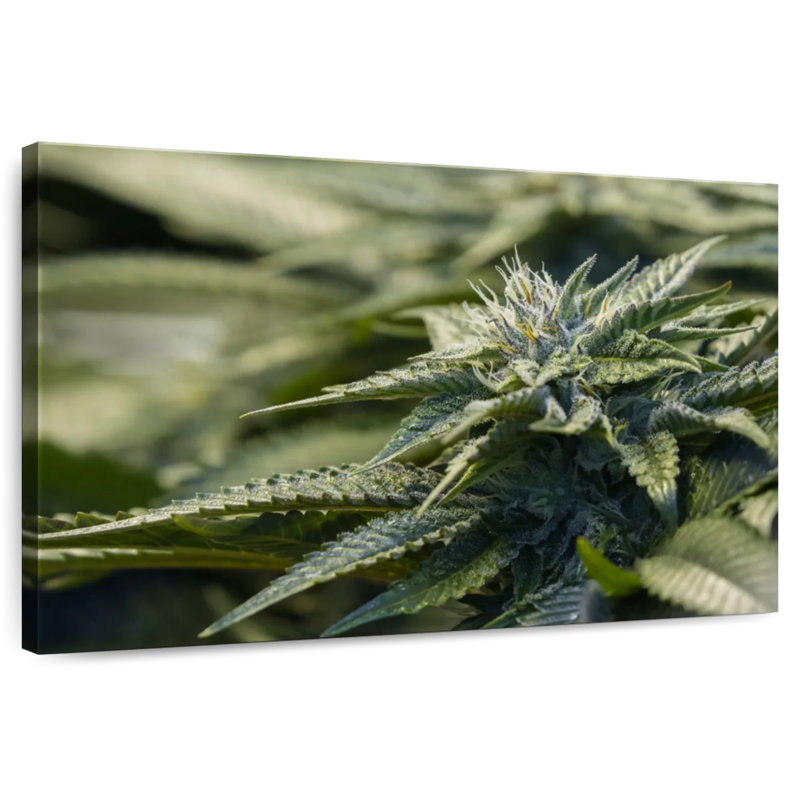 Crystallized Marijuana Plant, 20" H x 30" W