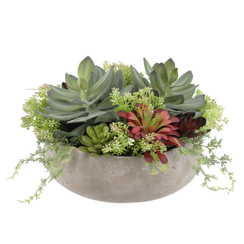 PLANT 14IN Round Succulent Arrangement, Natural Pot, Beige