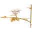 Tulip Roses Stem-62507410