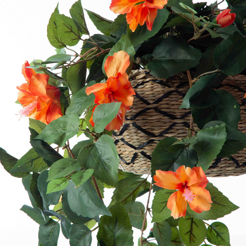 Hibiscus dans un panier