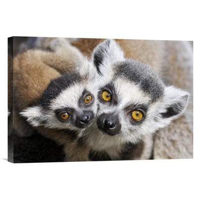 " Ring-Tailed Lemur "