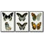 Ensemble de 3 papillons bleus antiques I encadrés sur toile-97759566-97759570