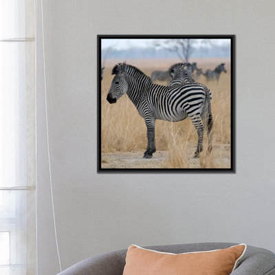 " Zebras At A Glance " by Scott Bennion