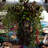 Devon Willow Hurricane-73822121