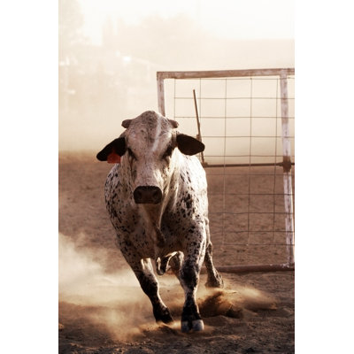 " Angry Bull At Rodeo "