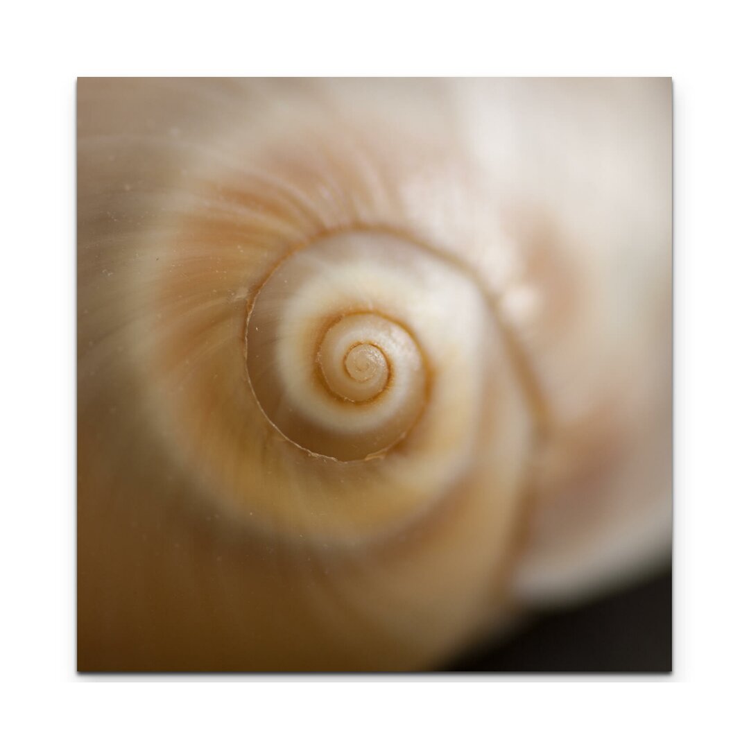 Leinwandbild Schnecke – Nahaufnahme