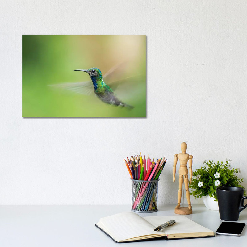 Costa Rica, Sarapiqui River Valley. Male White-Necked Jacobin Flying. 1 Piece Wrapped Canvas Wall Art
