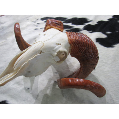 Trophy Size Real Ram Skull