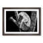 Koala Bear Resting in a Tree - Picture Frame Photograph Print-55609584-55609583