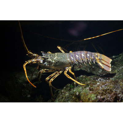 Common spiny lobster 1 Piece Wrapped Canvas Wall Art