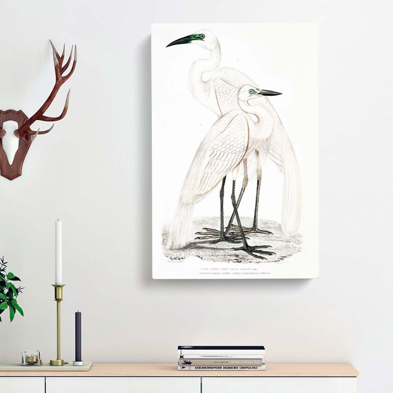 Illustration Of White Herons by John Edward Gray - Wrapped Canvas Painting, 50cm H x 35cm W x 3cm D