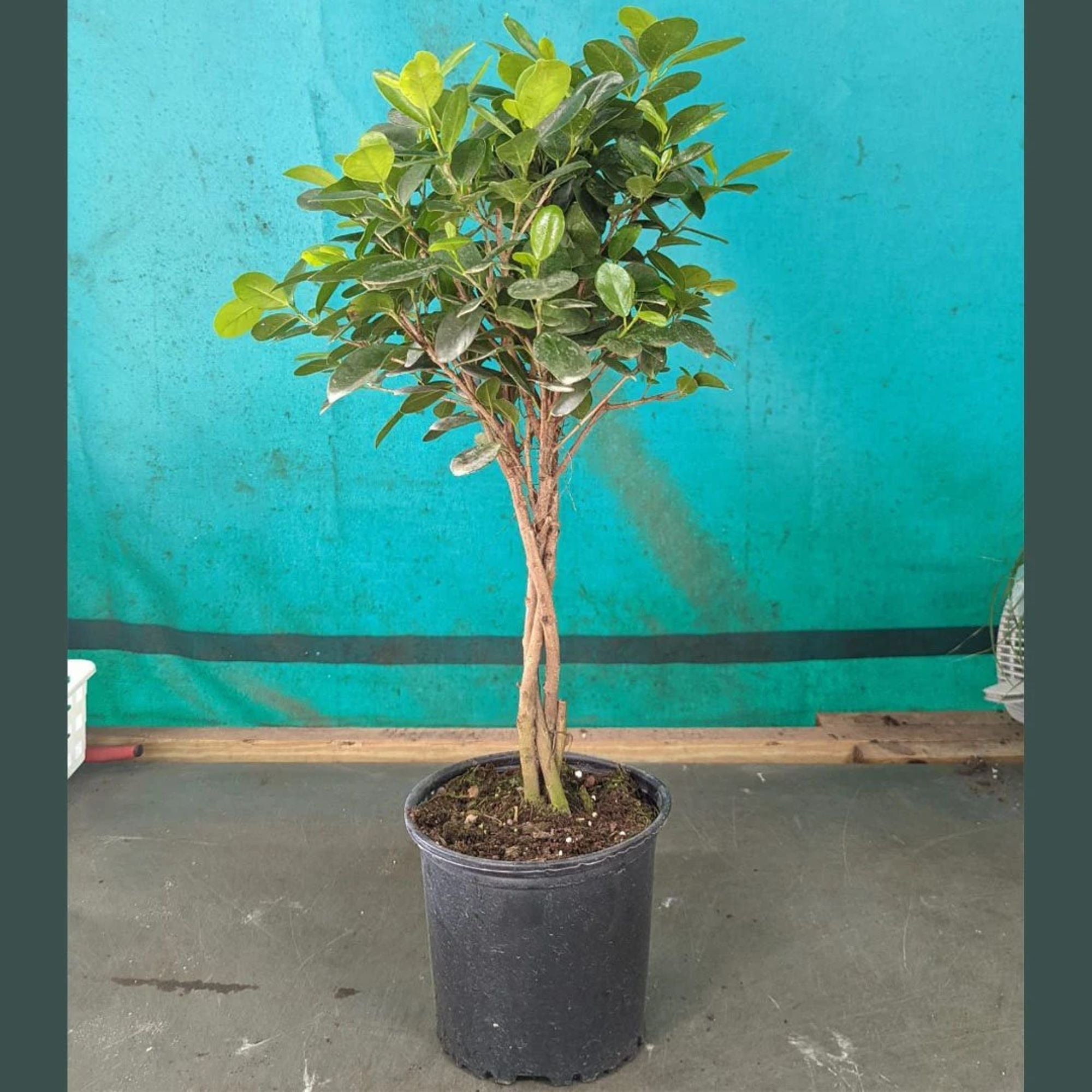 American Plant Exchange Live Ficus Maclome with Braided Trunk, 3Gallon
