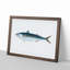 Mackerel Fish by Edward Donovan - Framed Print-55577212-55577215