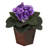 African Violet Arrangement in Pot
