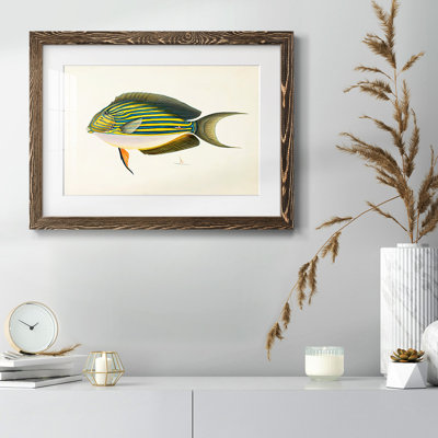 Collection de poissons tropicaux I