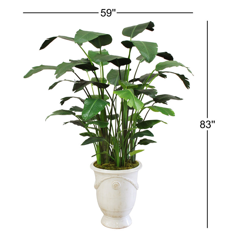 BANANA TREE IN A TUSCAN URN
