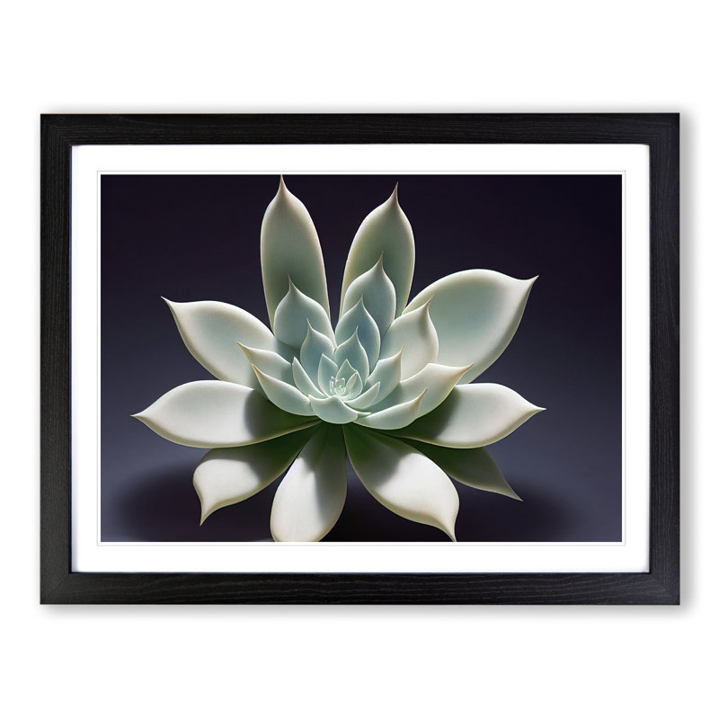 Exquisite Succulent Plant - Single Picture Frame Print, Black, 25cm H x 34cm W x 2cm D