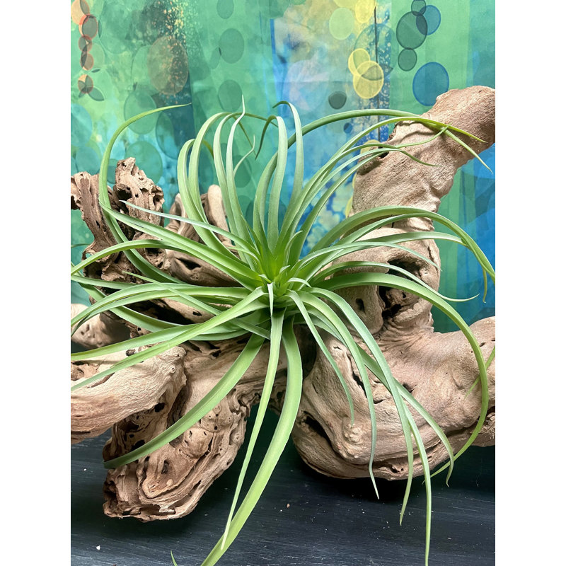 11'' Faux Succulent Plant