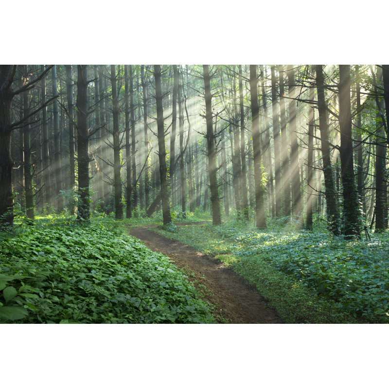 Path through an enchanted forest, 20cm H x 30cm W