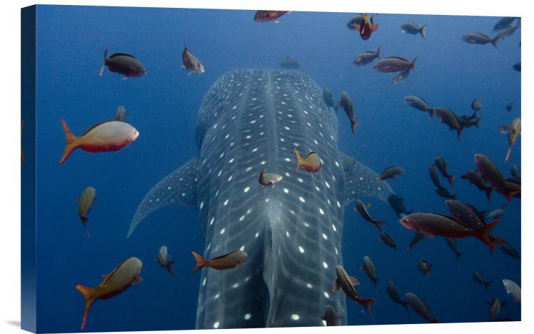 'Whale Shark Swimming with Other Tropical Fish, Wolf Island, Galapagos Islands, Ecuador' Photographic Print East Urban Home