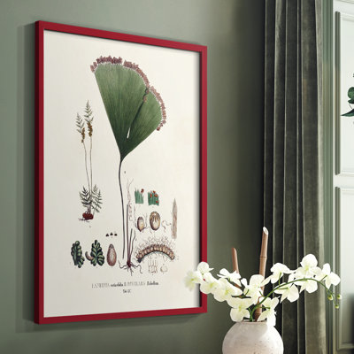 Botanical Society Ferns IX Framed Print - Solid Wood