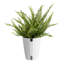 Fern in Décor Planter