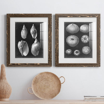 Alabaster Shells II, reproduction d'art encadrée - prête à être accrochée