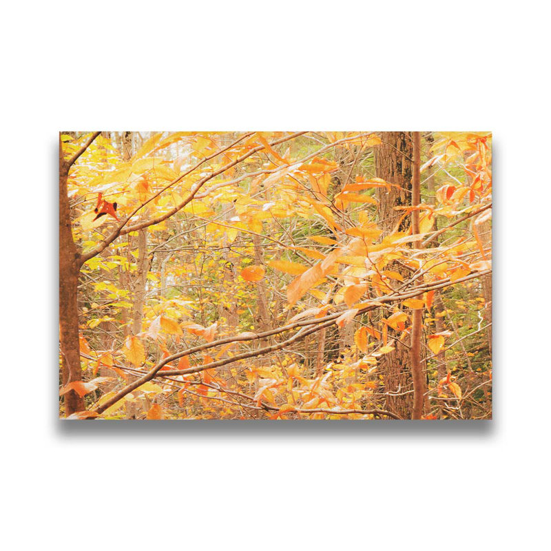 «Fall in the Forest» par Hal Halli. Impression sur papier - Montée et encadrée avec de l'acrylique transparent