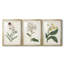 Antique Botanical Collection VII - reproduction sur mesure encadrée de qualité supérieure - 3 pièces-1991691633-1991691645