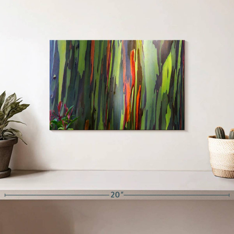 Écorce d'eucalyptus arc-en-ciel, H 8 po x l 12 po