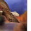 «Fall Flight Bald Eagle» par Vidur, impression sur toile tendue-22067542