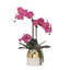 Orchid in Pot