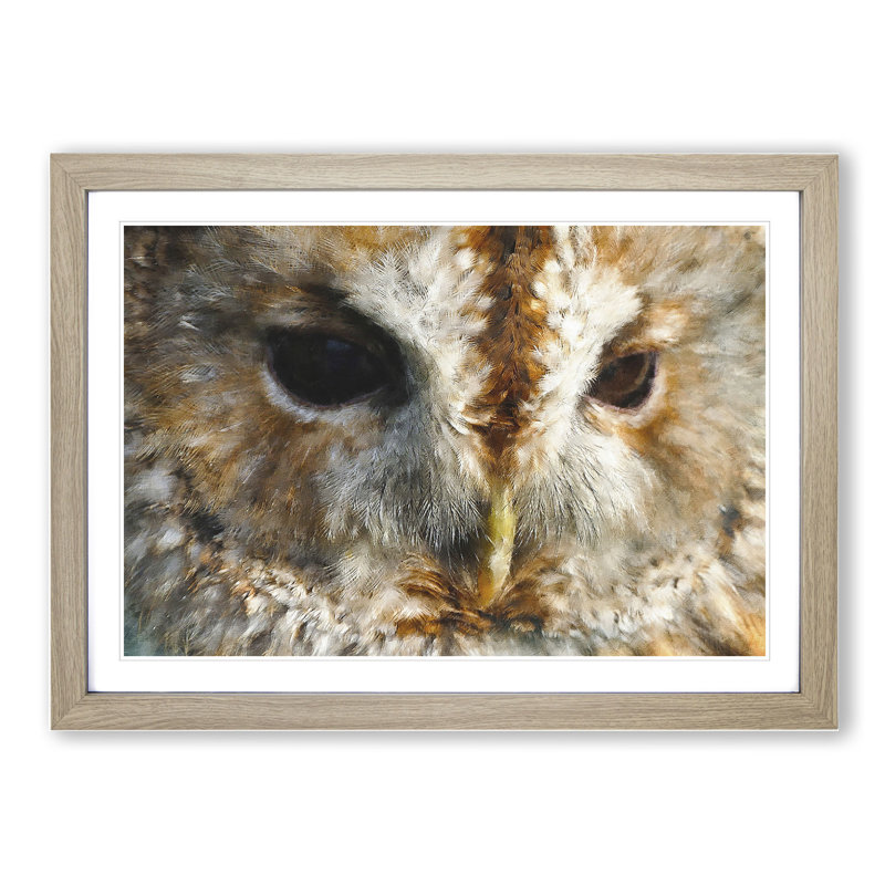 Tawny Owl Vol.2 - Picture Frame Graphic Art, 27cm H x 36cm W x 2cm D, Oak
