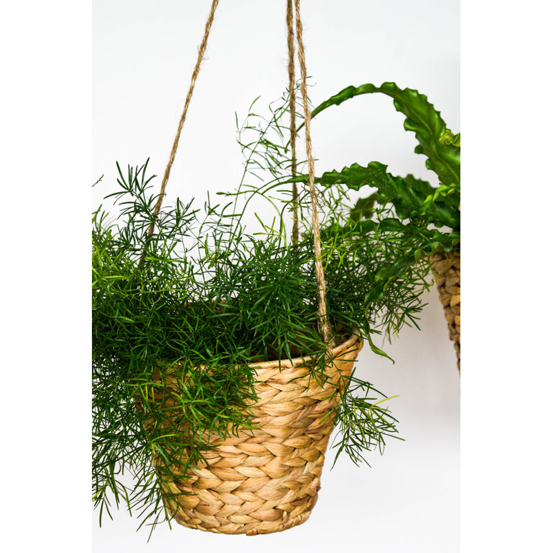 Hanging Water Hyacinth Planter Set of 2