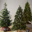 Carolina Flocked/Frosted Christmas Tree-1687330704