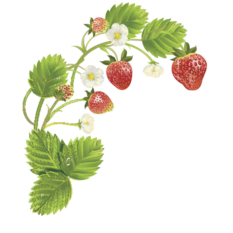 Strawberries Illustration - Wrapped Canvas Print, 91cm H x 91cm W x 3.8cm D